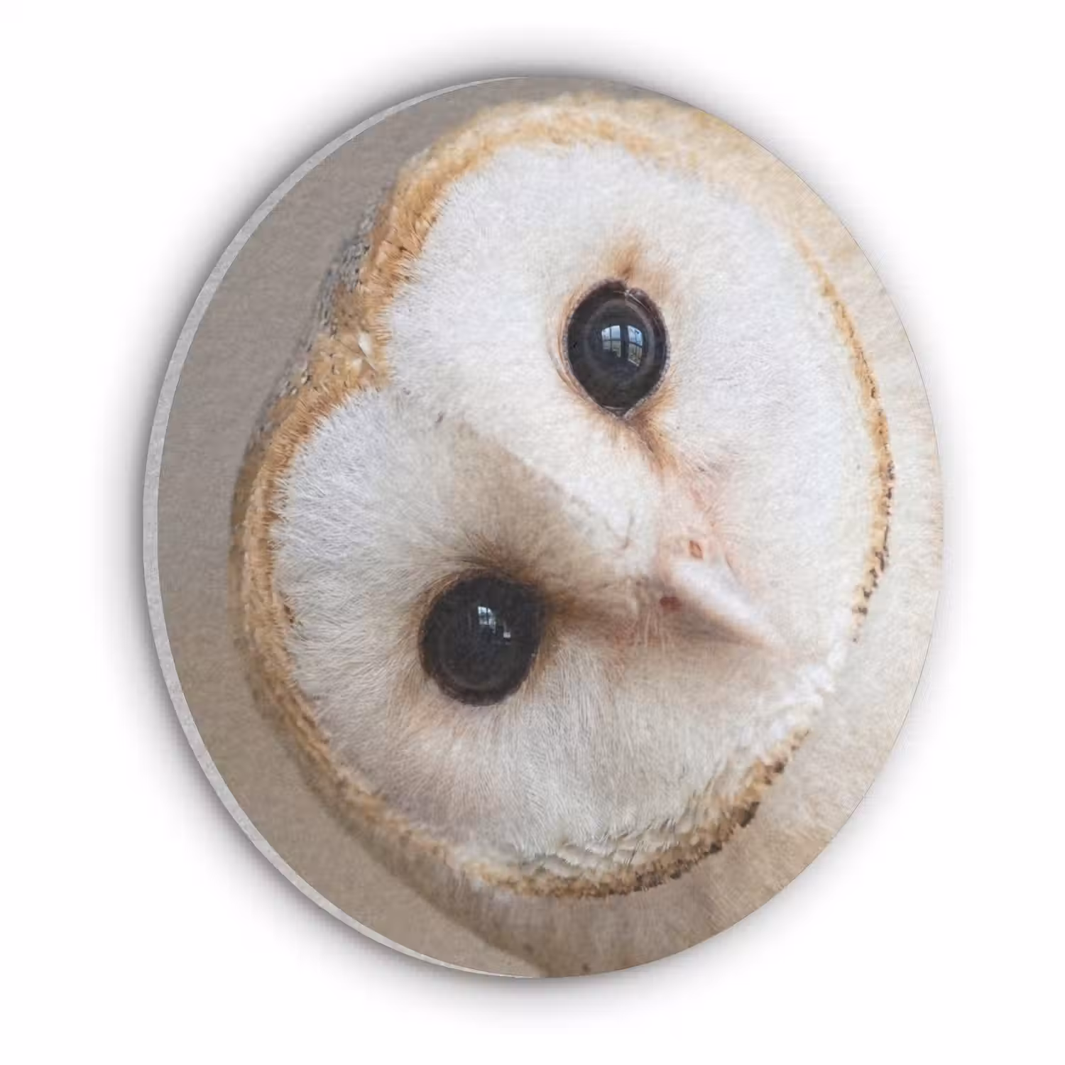 Uil - Bruin - Wit Akoestische PET Vilt - Rond klein -3d