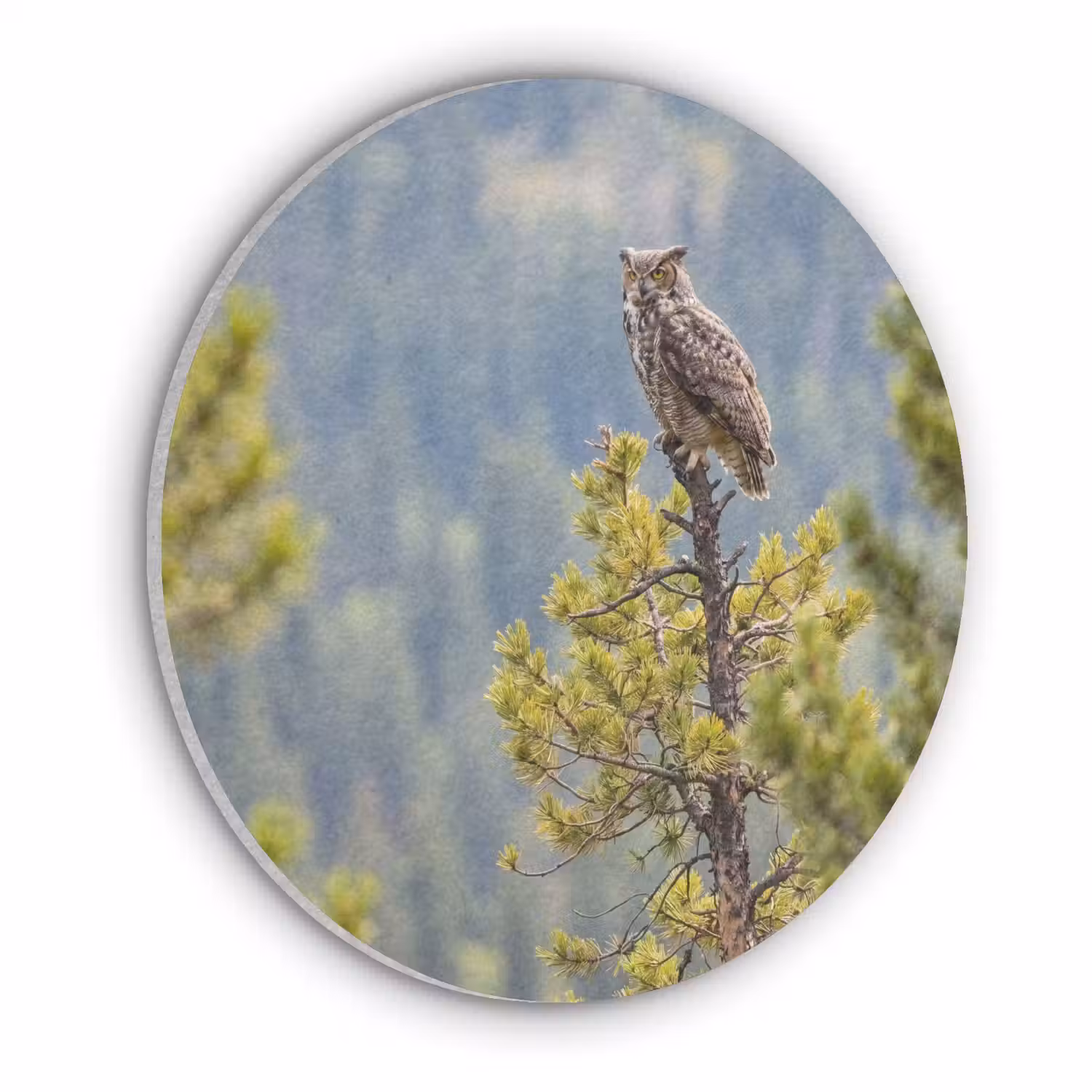 Uil - Oehoe - Bomen - Natuur Akoestische PET Vilt - Rond klein -3d