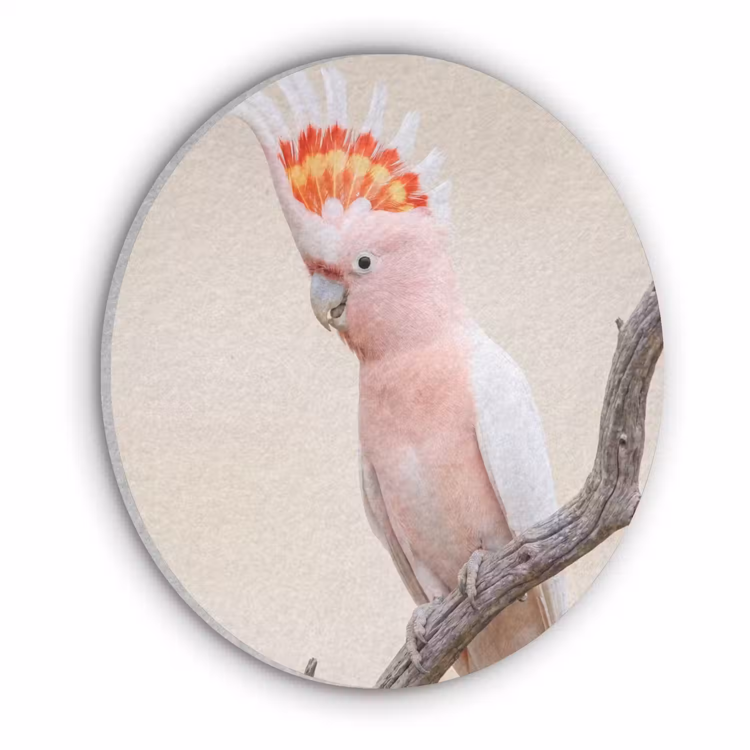 Papagaai - Tak - Roze Akoestische PET Vilt - Rond klein -3d