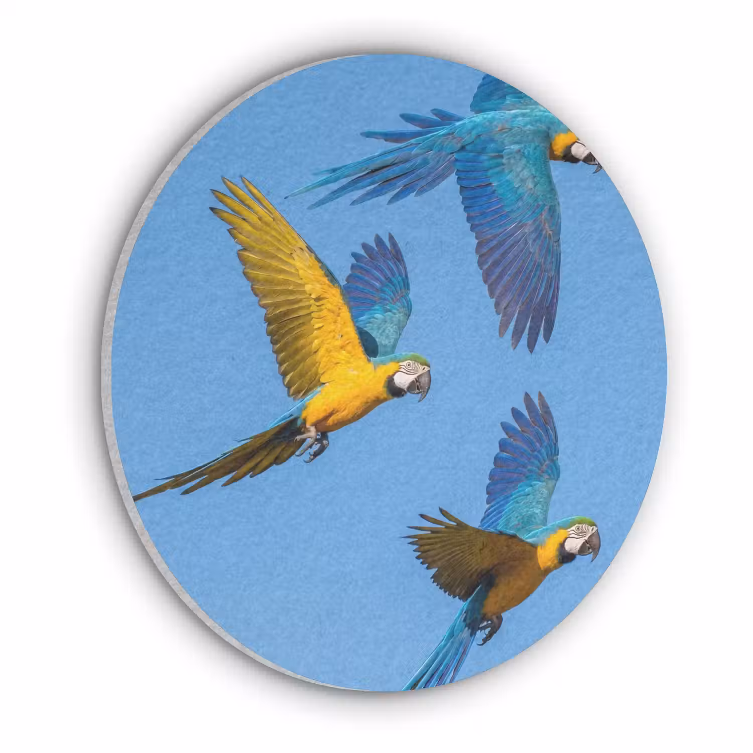 Papagaai - Vliegen - Blauw - Geel Akoestische PET Vilt - Rond klein -3d