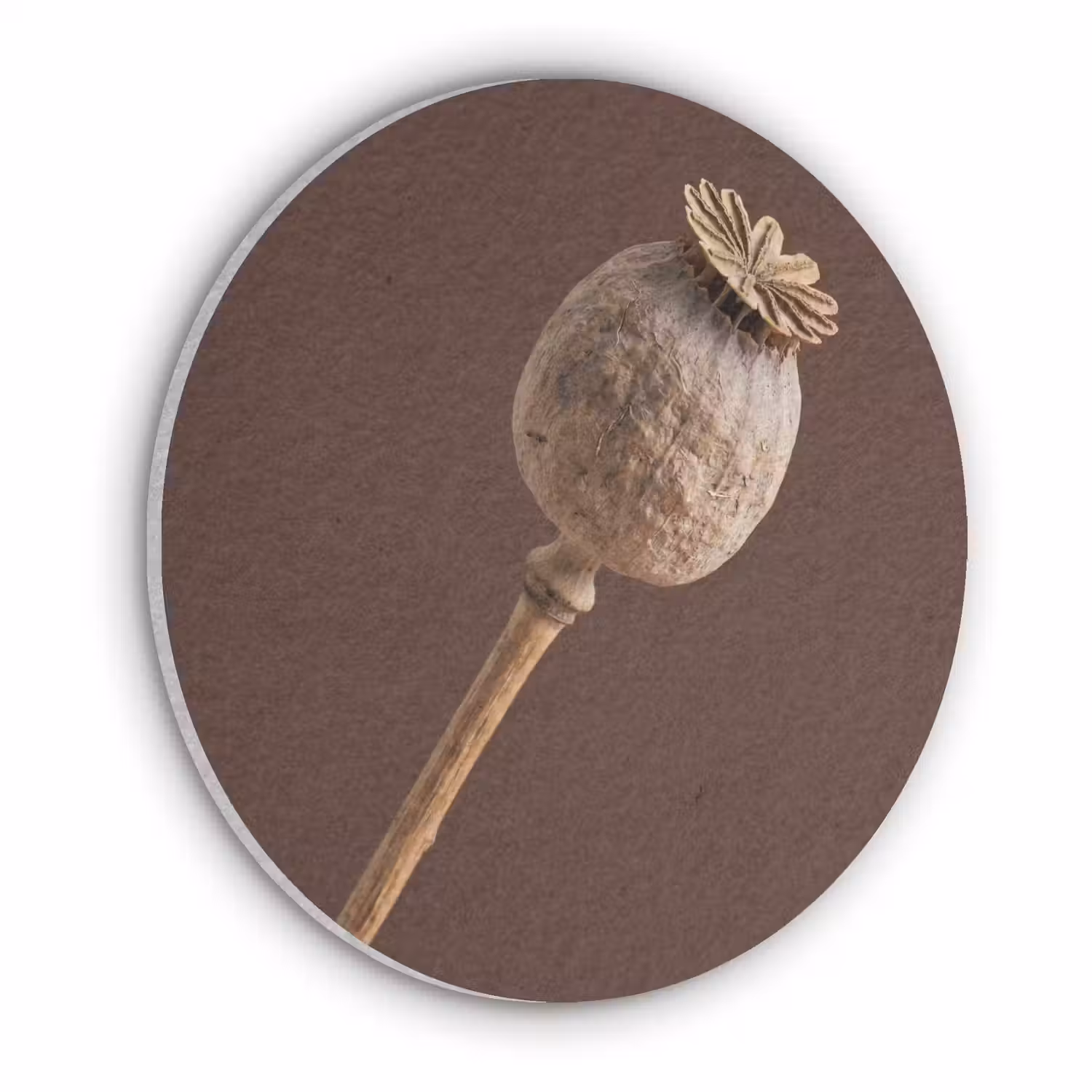 Papaverbol - Droogbloem - Bruin - Minimalistisch Akoestische PET Vilt - Rond klein -3d