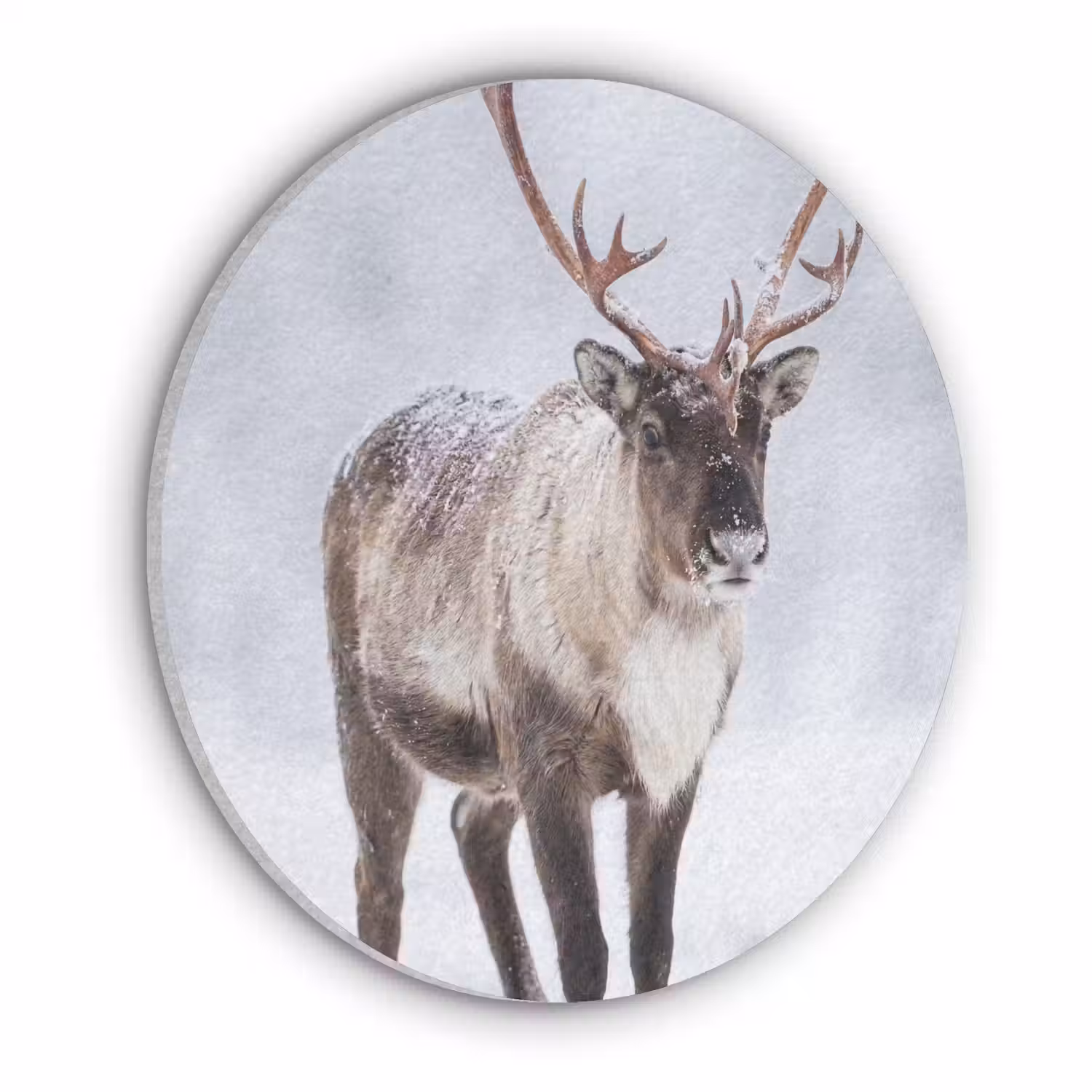 Rendier - Gewei - Toendra - Sneeuw - Wild Akoestische PET Vilt - Rond klein -3d