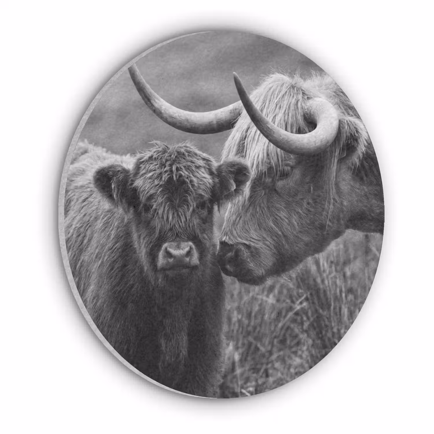 Schotse hooglander - Kalf - Zwart - Wit Akoestische PET Vilt - Rond klein -3d