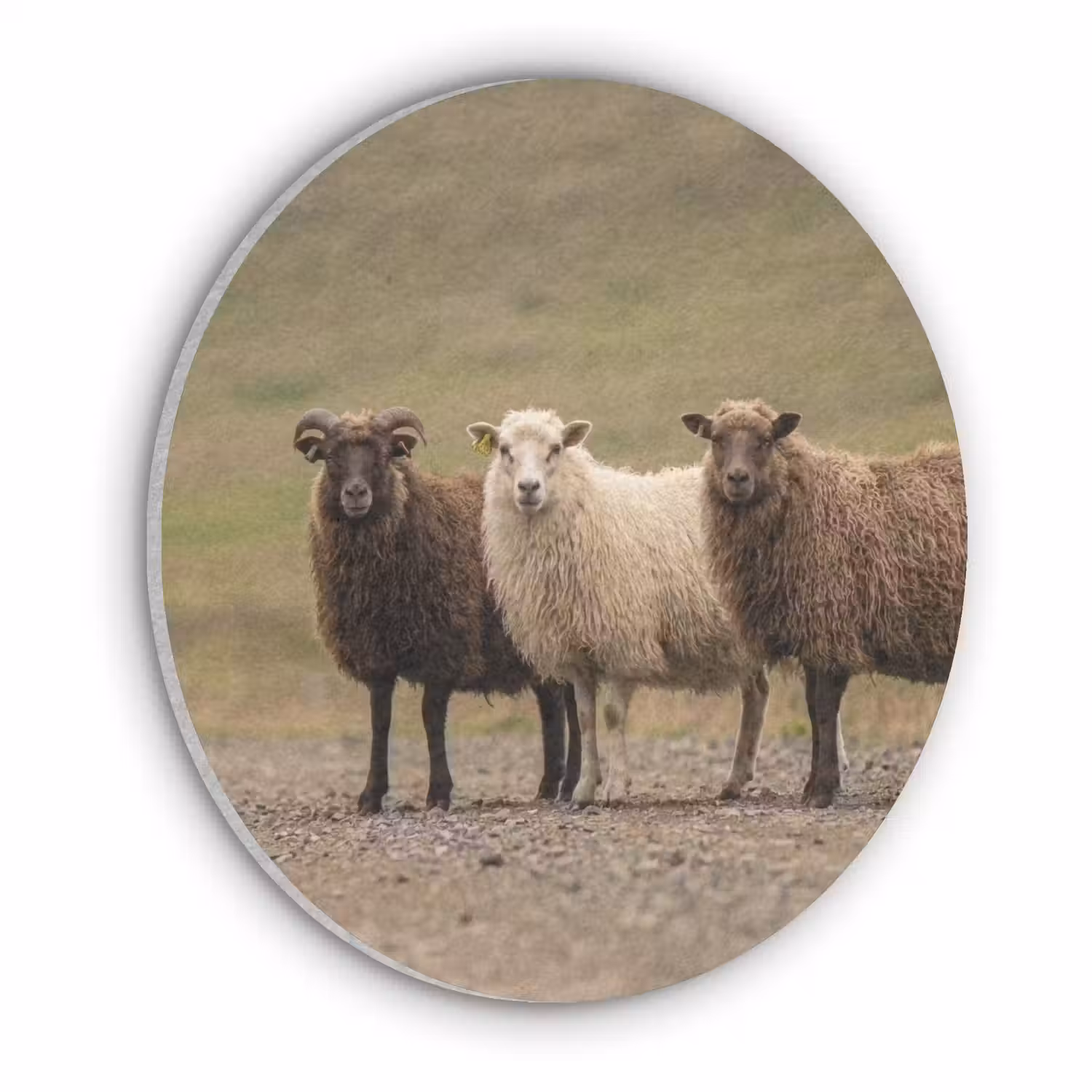 Schapen - Bruin - Wit - Grindpad Akoestische PET Vilt - Rond klein -3d