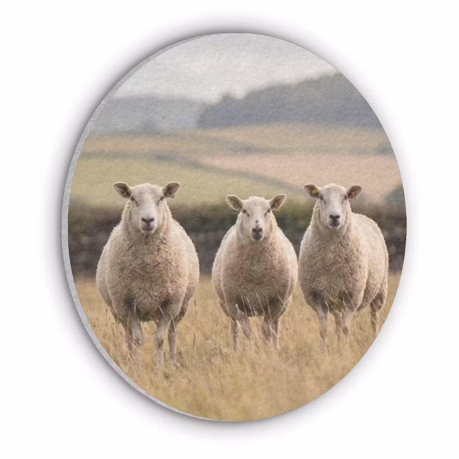 Schapen - Weidenlandschap - Heuvels Akoestische PET Vilt - Rond klein -3d