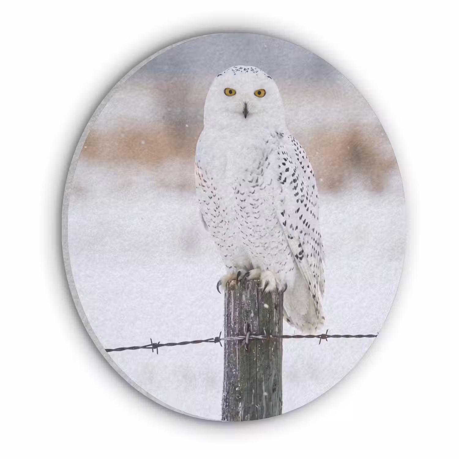 Sneeuwuil - Hek - Sneeuw - Wit Akoestische PET Vilt - Rond klein -3d