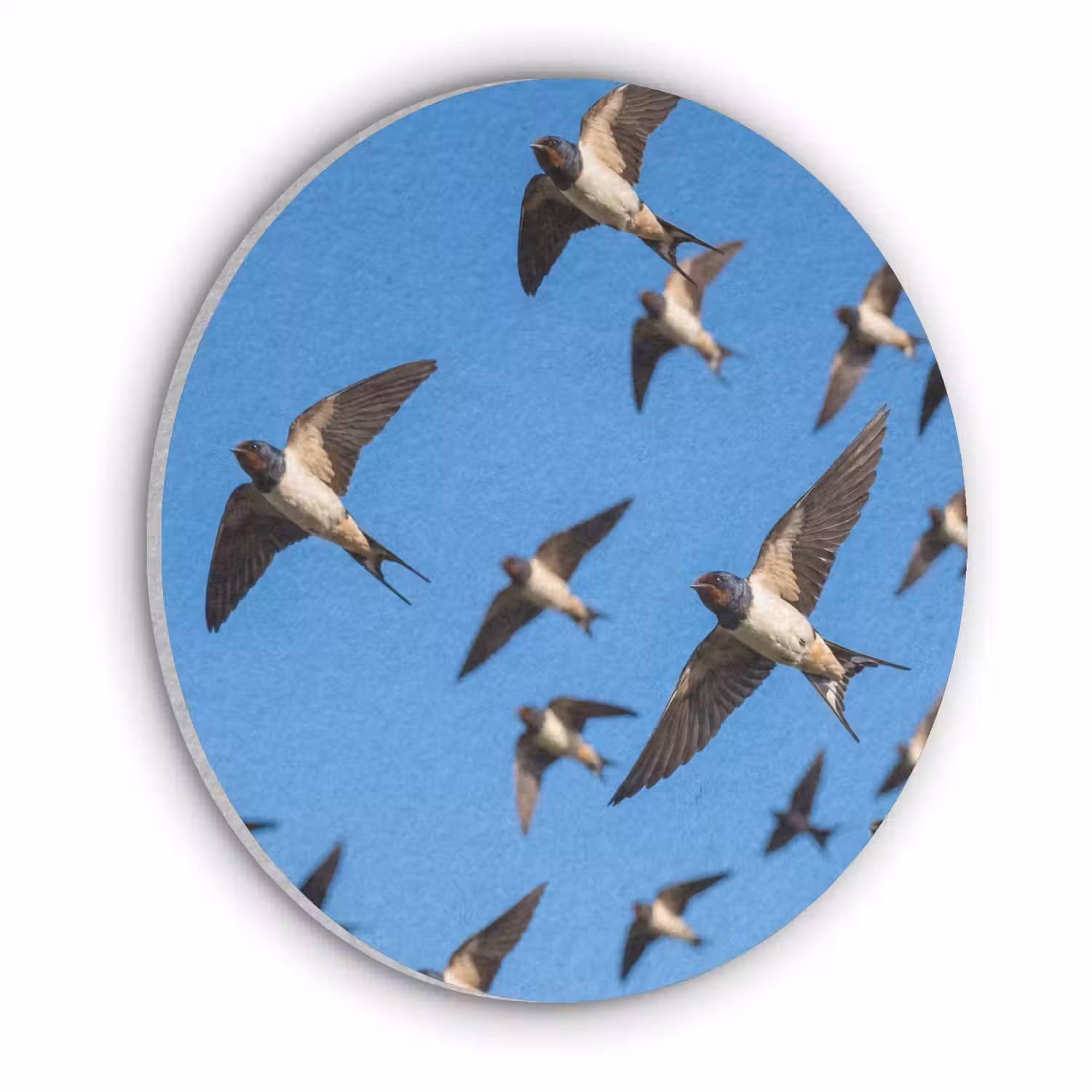 Zwaluwen - Vliegen - Blauw Akoestische PET Vilt - Rond klein -3d