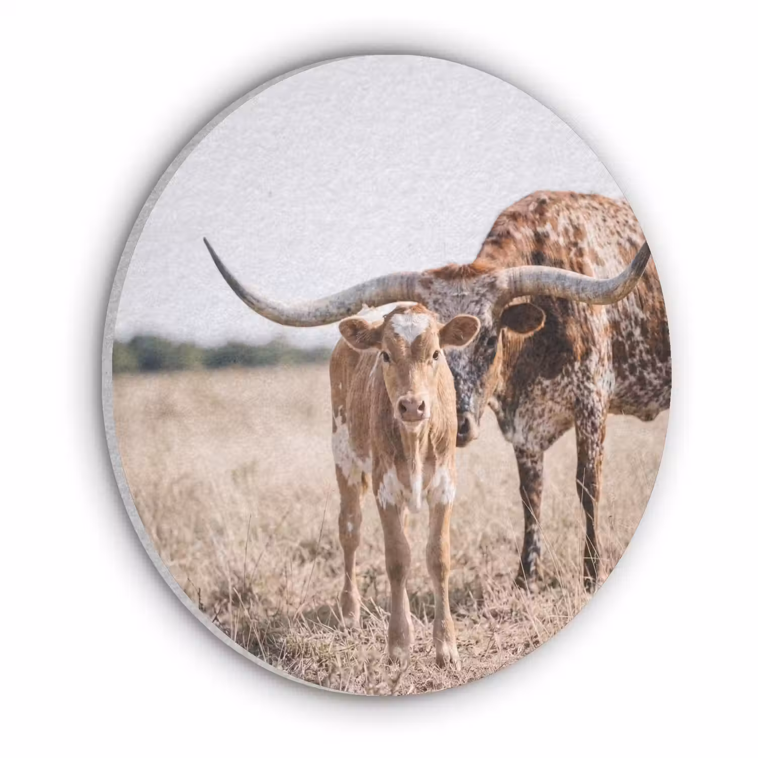 Texas Longhorn - Kalf - Weide - Dieren Akoestische PET Vilt - Rond klein -3d