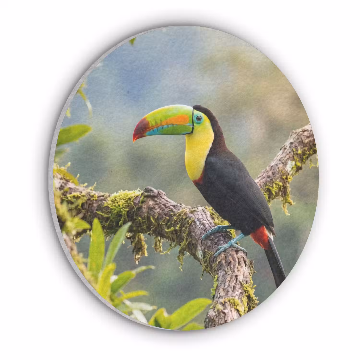 Toekan - Jungle - Natuur - Kleurrijk Akoestische PET Vilt - Rond klein -3d