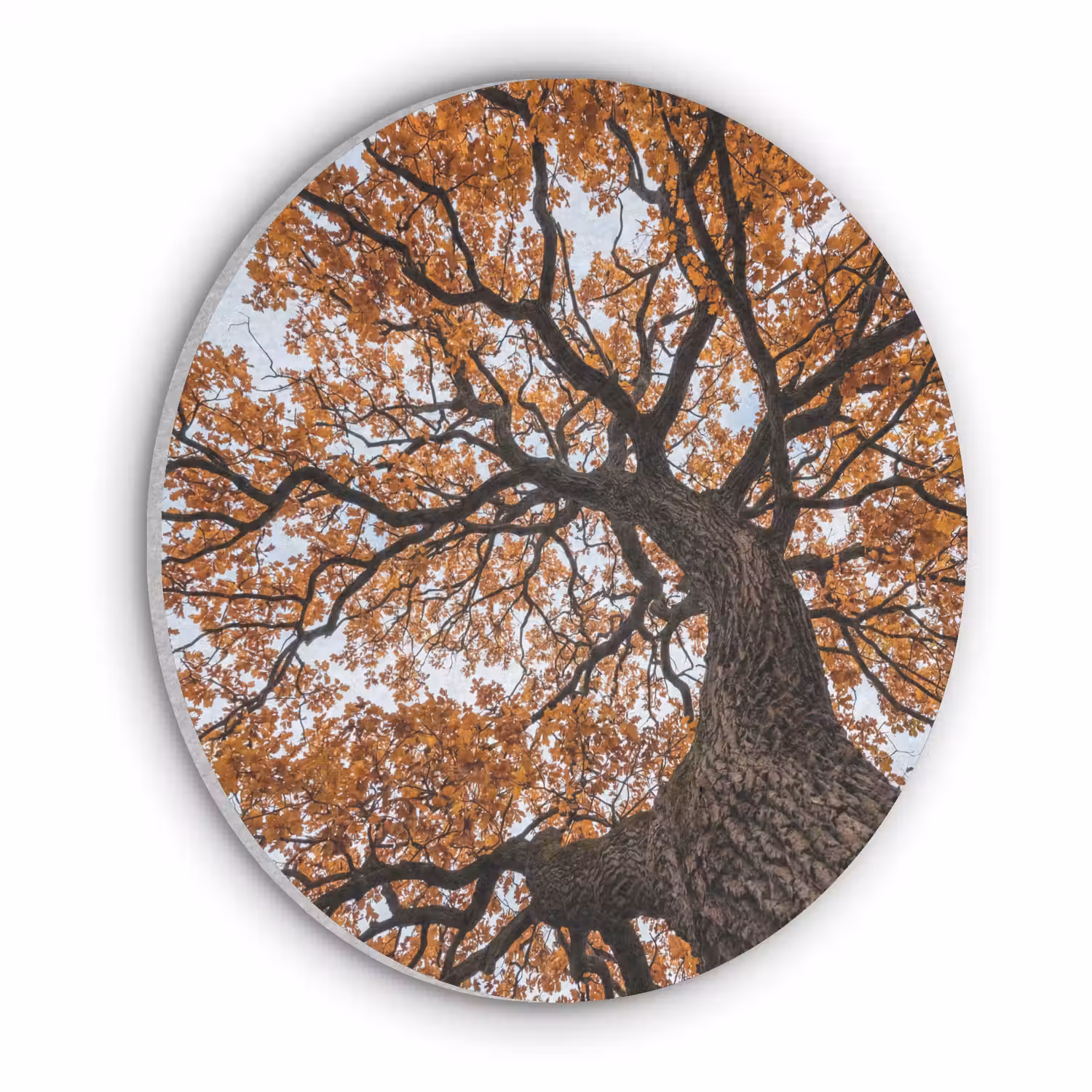 Boom - Bladerdak - Herfst - Oranje - Sfeervol Akoestische PET Vilt - Rond klein -3d