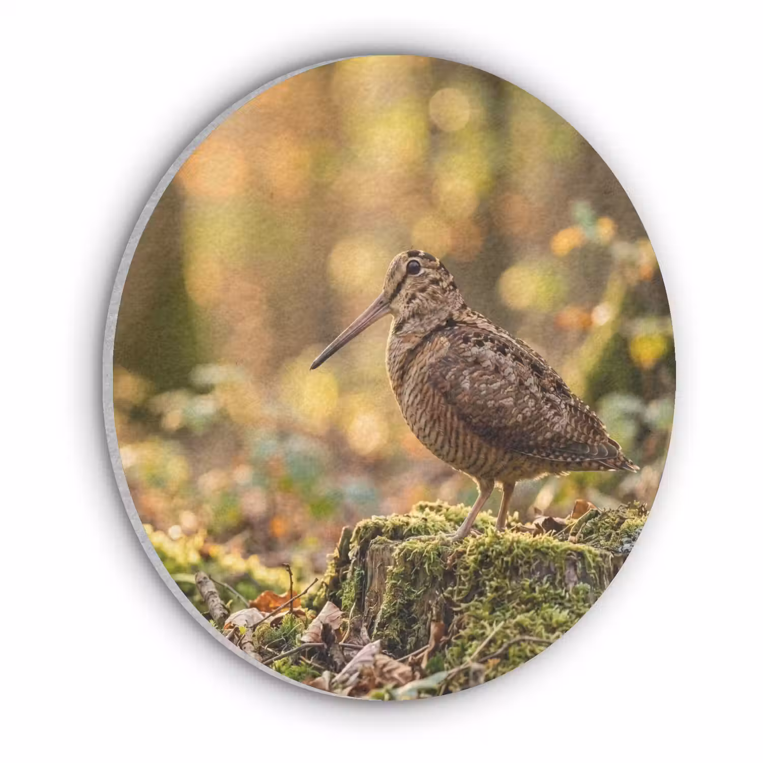 Houtsnip - Bos - Bladeren - Herfst - Gecamoufleerd Akoestische PET Vilt - Rond klein -3d