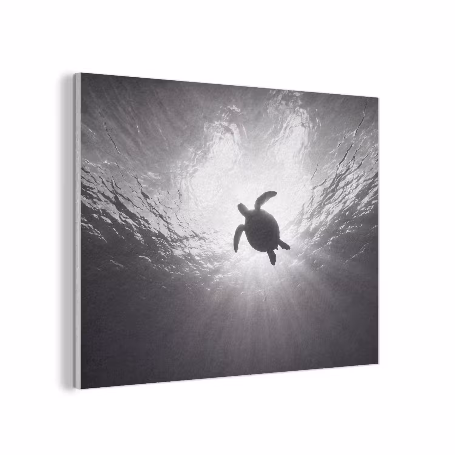 Schildpad - Onderwater - Lichtstralen - Oceaan - Zwart-wit PET vilt klein -3d