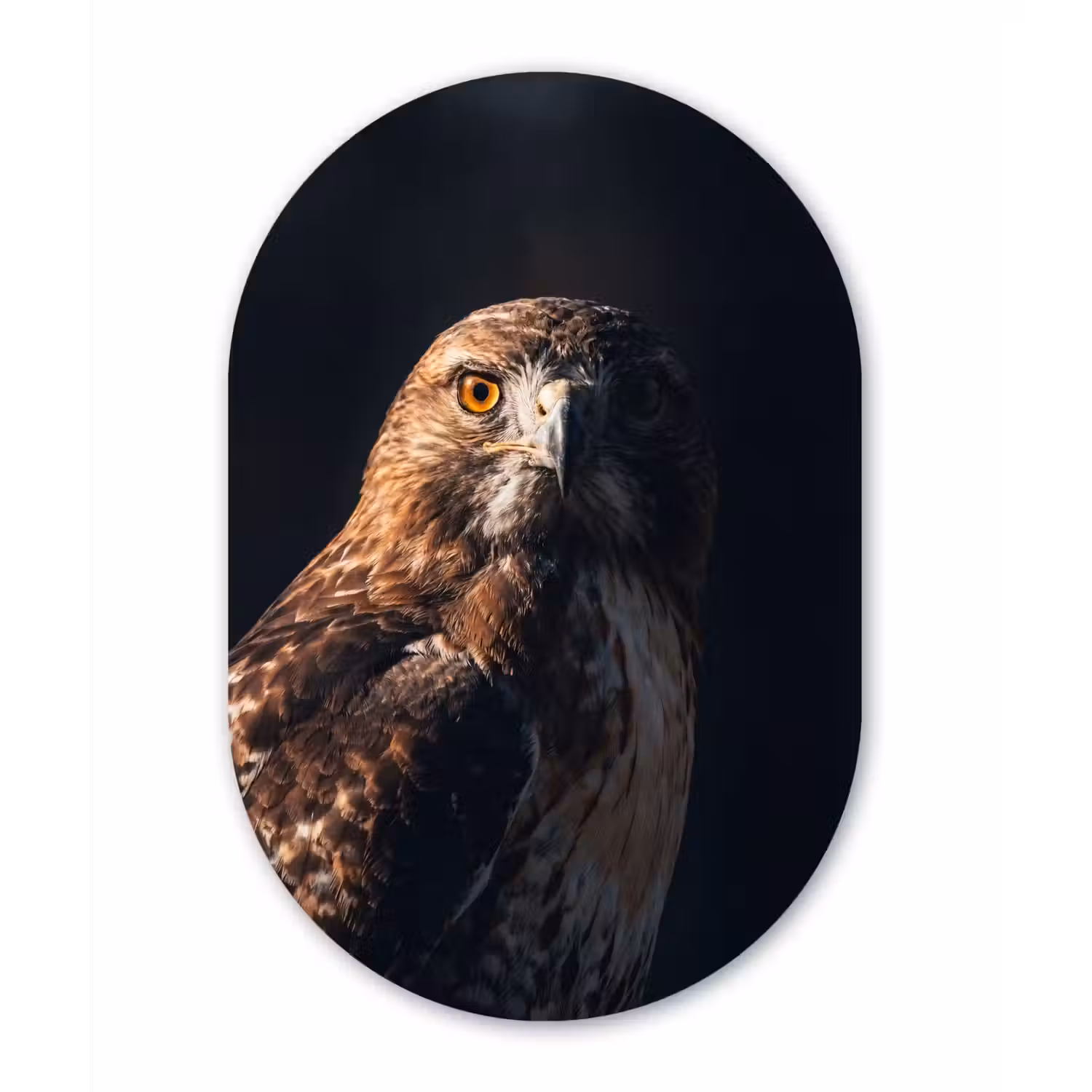 Roofvogel - Buizerd - Bruin Wandcirkel Ovaal Aluminium middel -3d