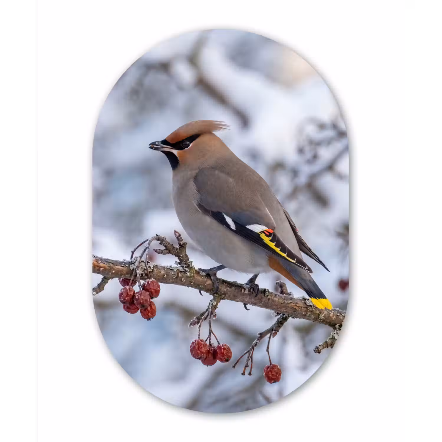Pestvogel - Bessen - Winter - Natuur Wandcirkel Ovaal Aluminium middel -3d