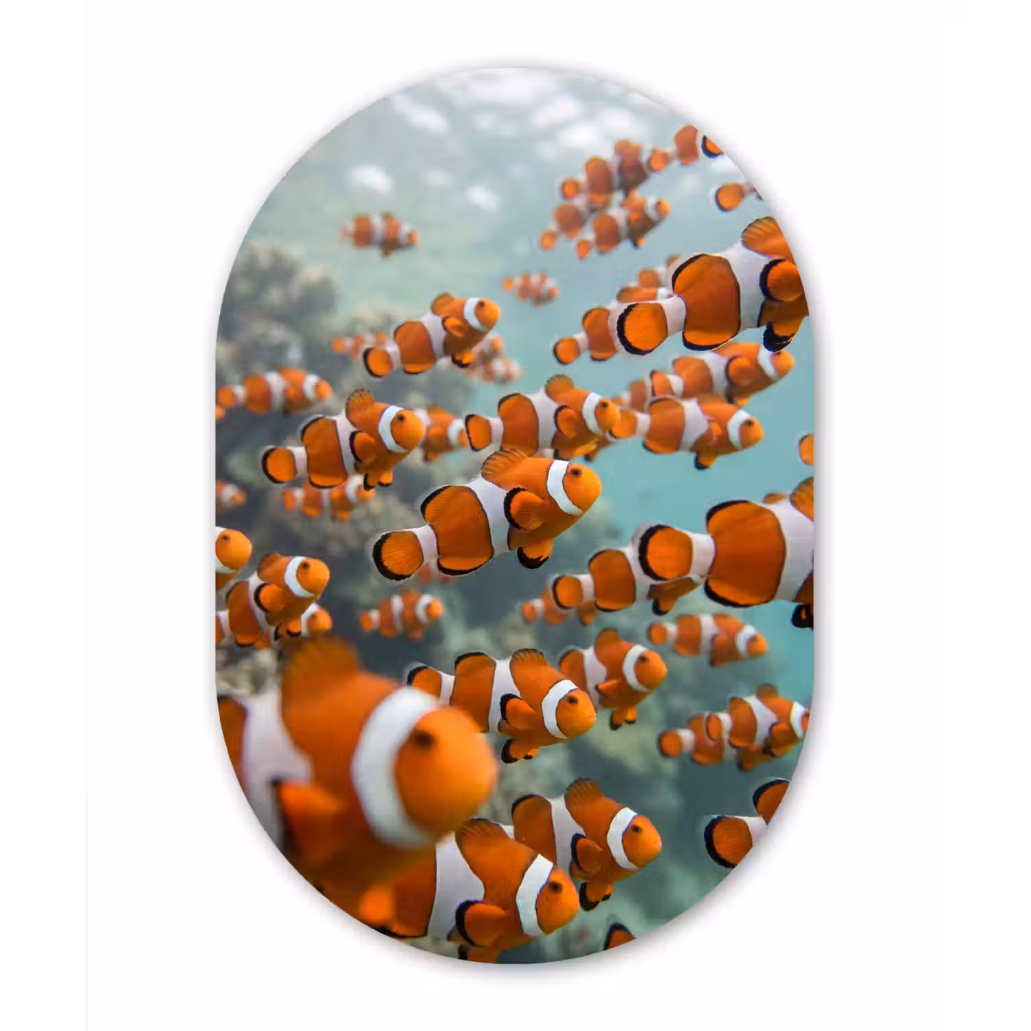 Vis - School - Onderwater - Dieren - Oranje Wandcirkel Ovaal Aluminium middel -3d