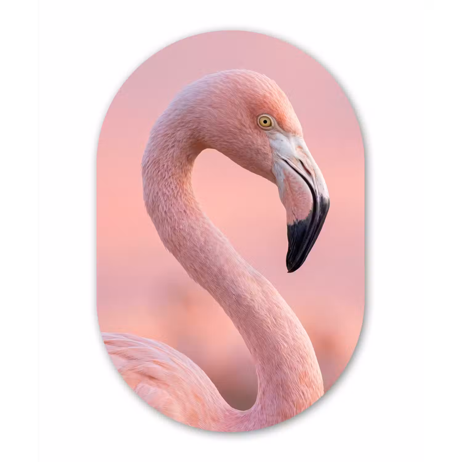 Flamingo - Portret - Roze Wandcirkel Ovaal Aluminium middel -3d
