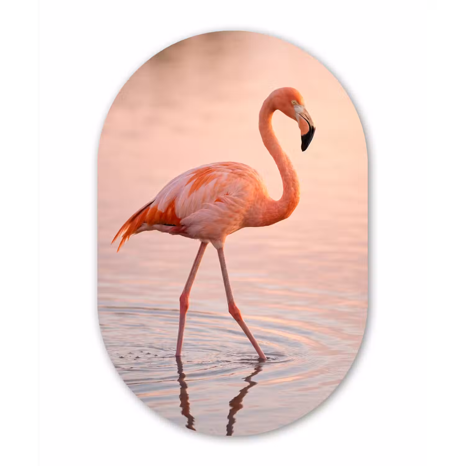 Flamingo - Water - Roze Wandcirkel Ovaal Aluminium middel -3d