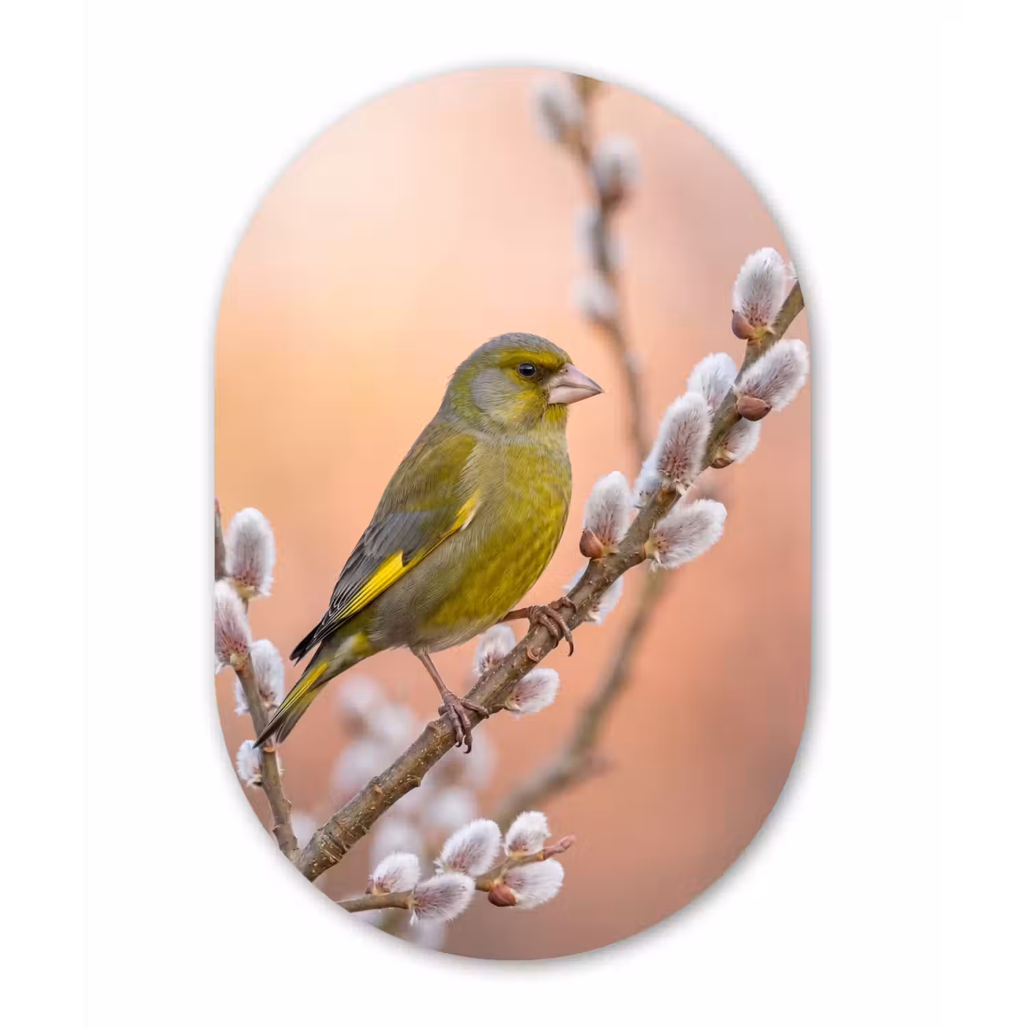 Groenling - Katjes - Lente - Natuur - Zacht Wandcirkel Ovaal Aluminium middel -3d