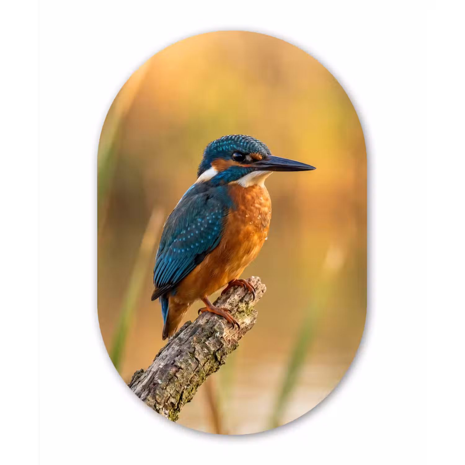 IJsvogel - Tak - Water - Kleurrijk - Levendig Wandcirkel Ovaal Aluminium middel -3d