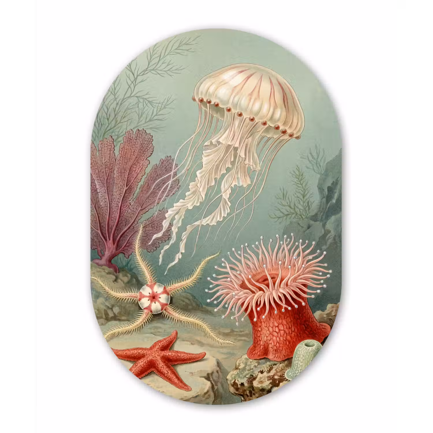 Zeeleven - Kwal - Onderwater - Illustratie - Beige Wandcirkel Ovaal Aluminium middel -3d