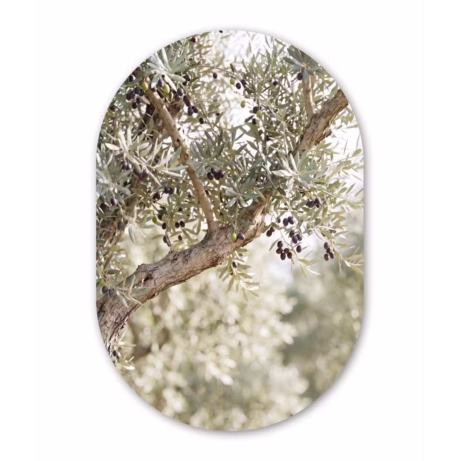 aluminium oval wall art - Olive tree - branch - green - Olijfboom - tak - groen Wandcirkel Ovaal Aluminium middel