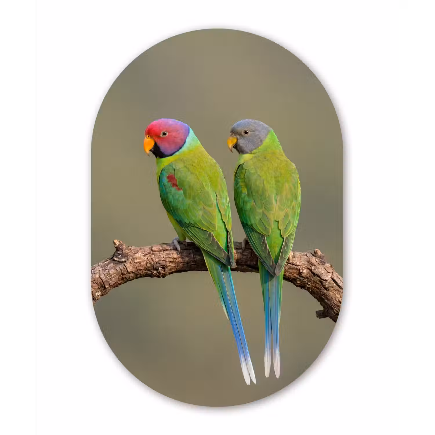 Papagaai - Tak - Natuur - Kleurrijk Wandcirkel Ovaal Aluminium middel -3d