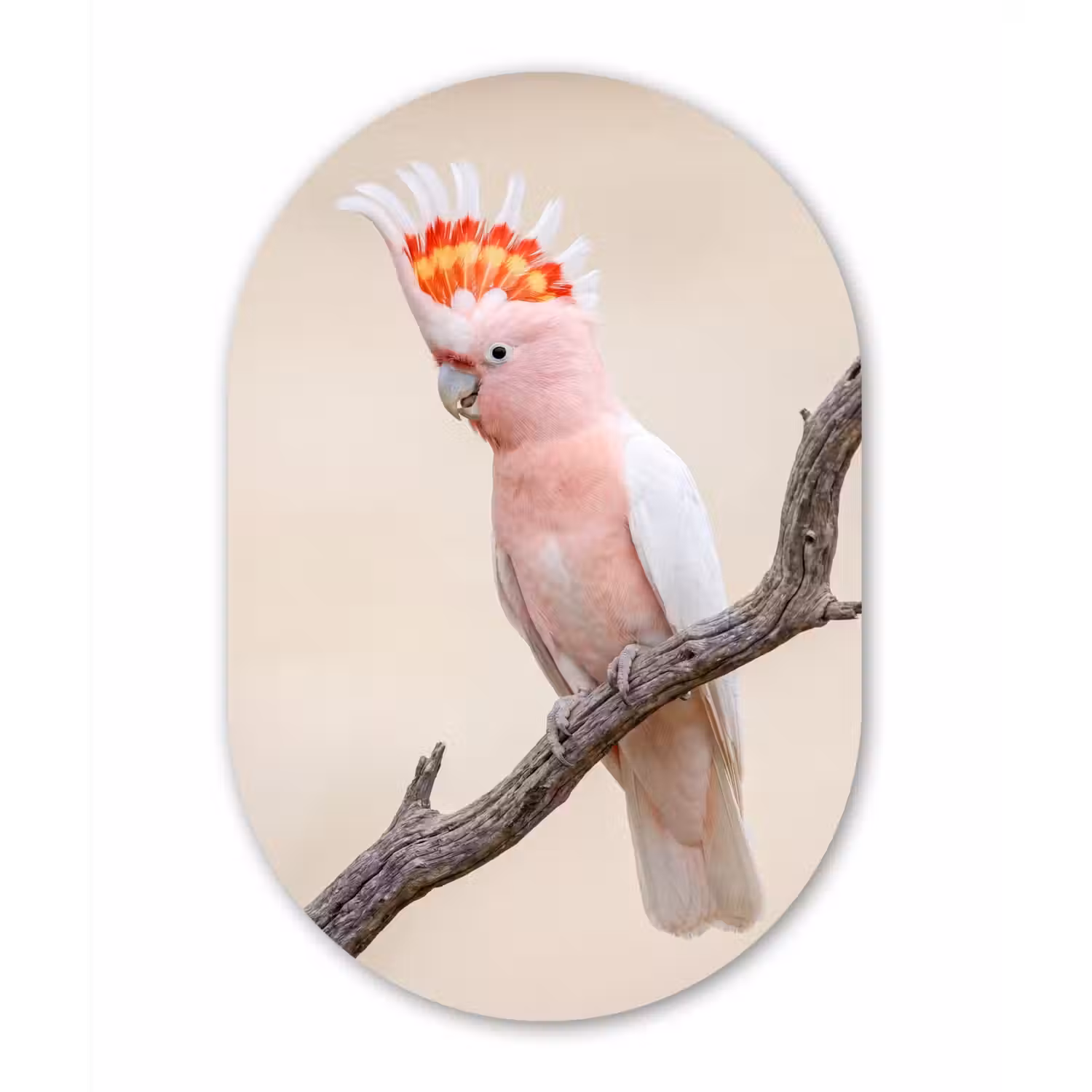 Papagaai - Tak - Roze Wandcirkel Ovaal Aluminium middel -3d