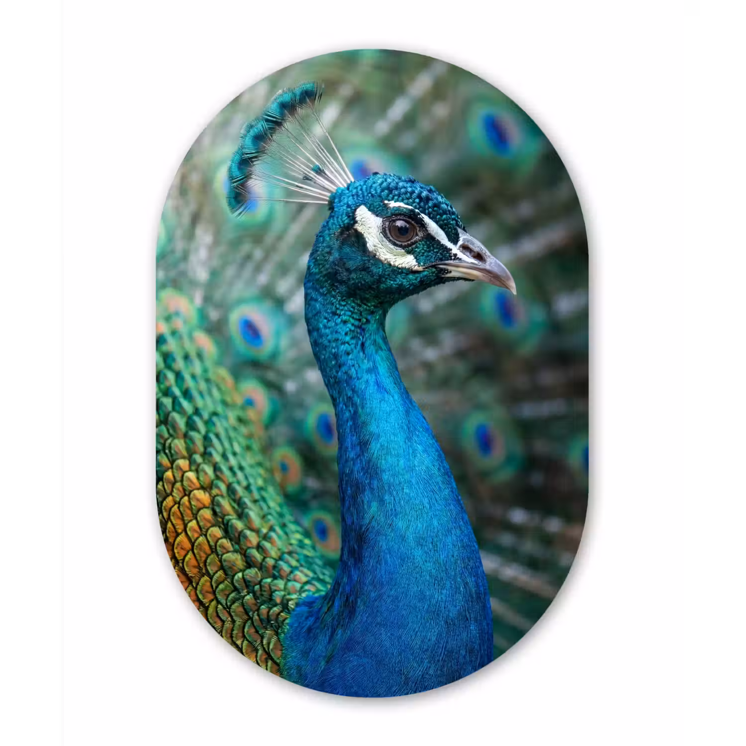 Pauw - Veren - Blauw Wandcirkel Ovaal Aluminium middel -3d