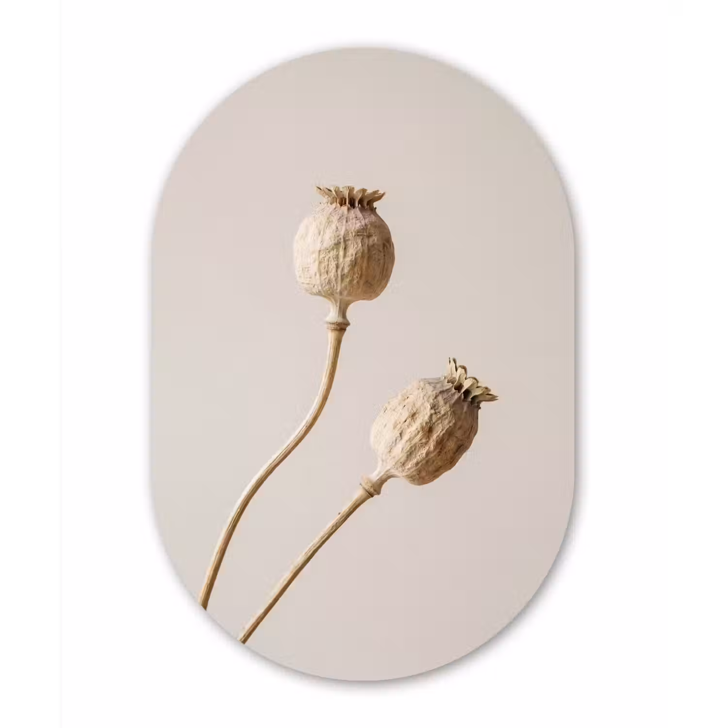 Papaverbollen - Droogbloemen - Minimalistisch - Beige - Rustig Wandcirkel Ovaal Aluminium middel -3d