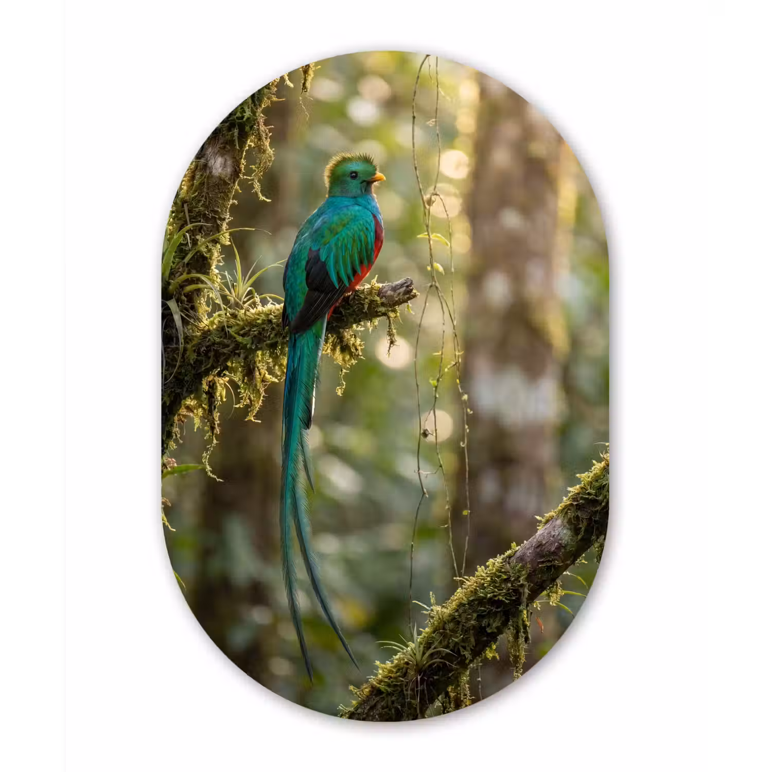 Quetzal - Jungle - Natuur - Groen Wandcirkel Ovaal Aluminium middel -3d