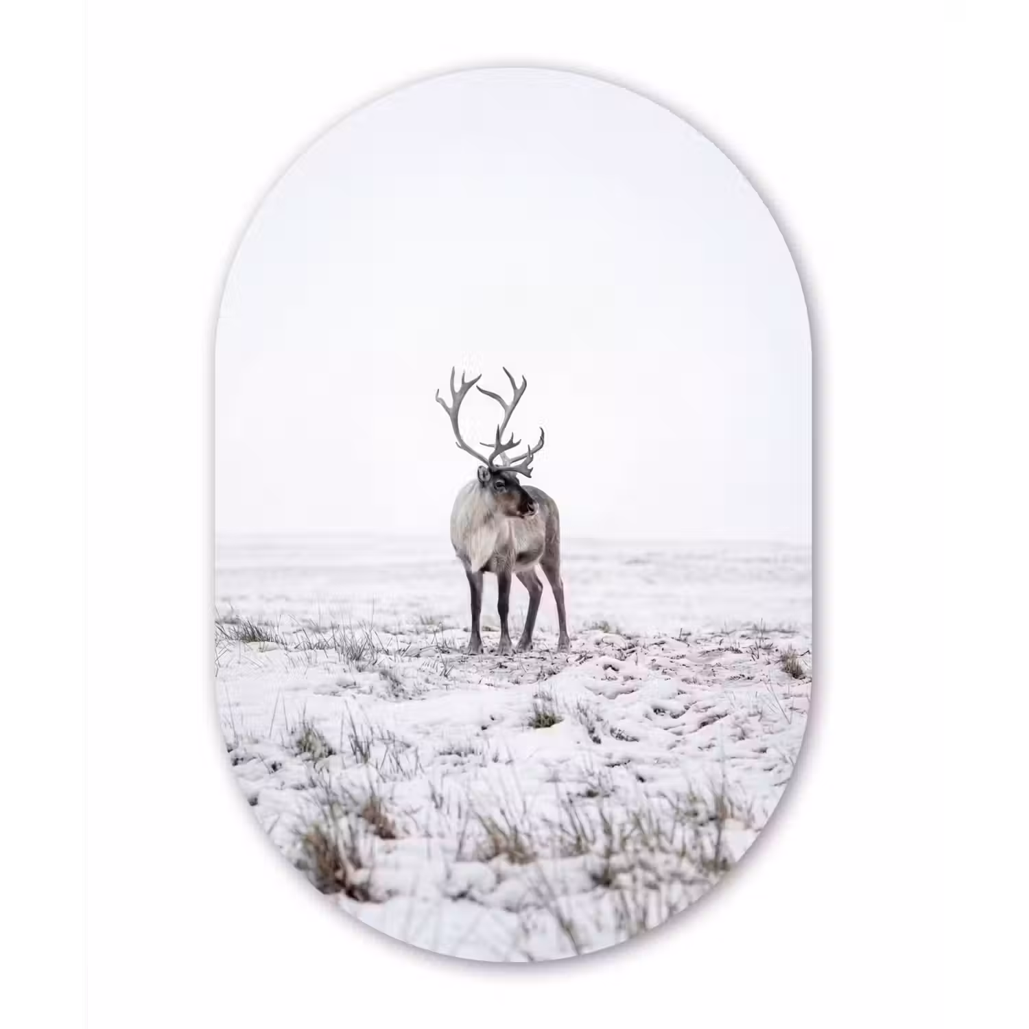 Rendier - Gewei - Sneeuw - Winter Wandcirkel Ovaal Aluminium middel -3d
