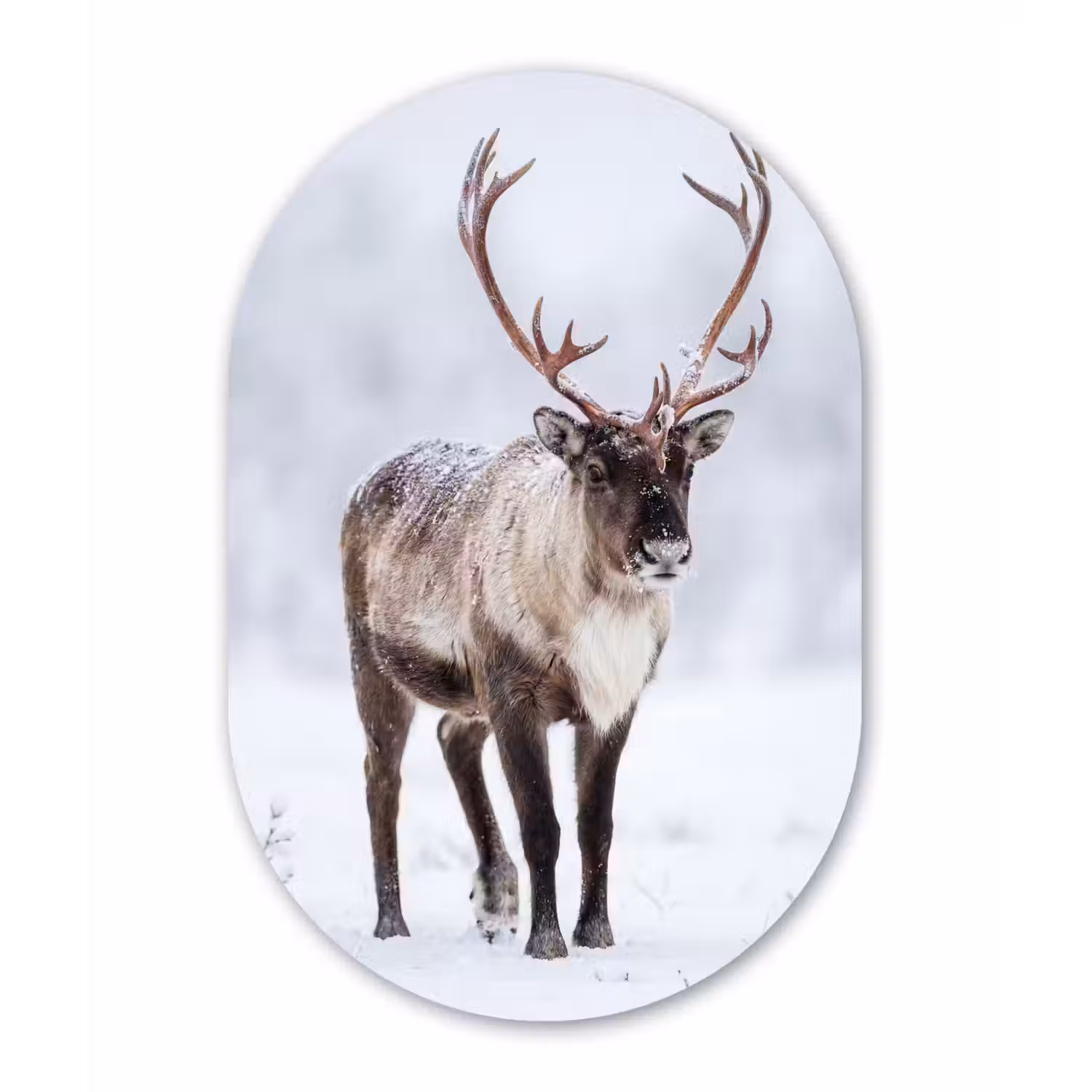 Rendier - Gewei - Toendra - Sneeuw - Wild Wandcirkel Ovaal Aluminium middel -3d