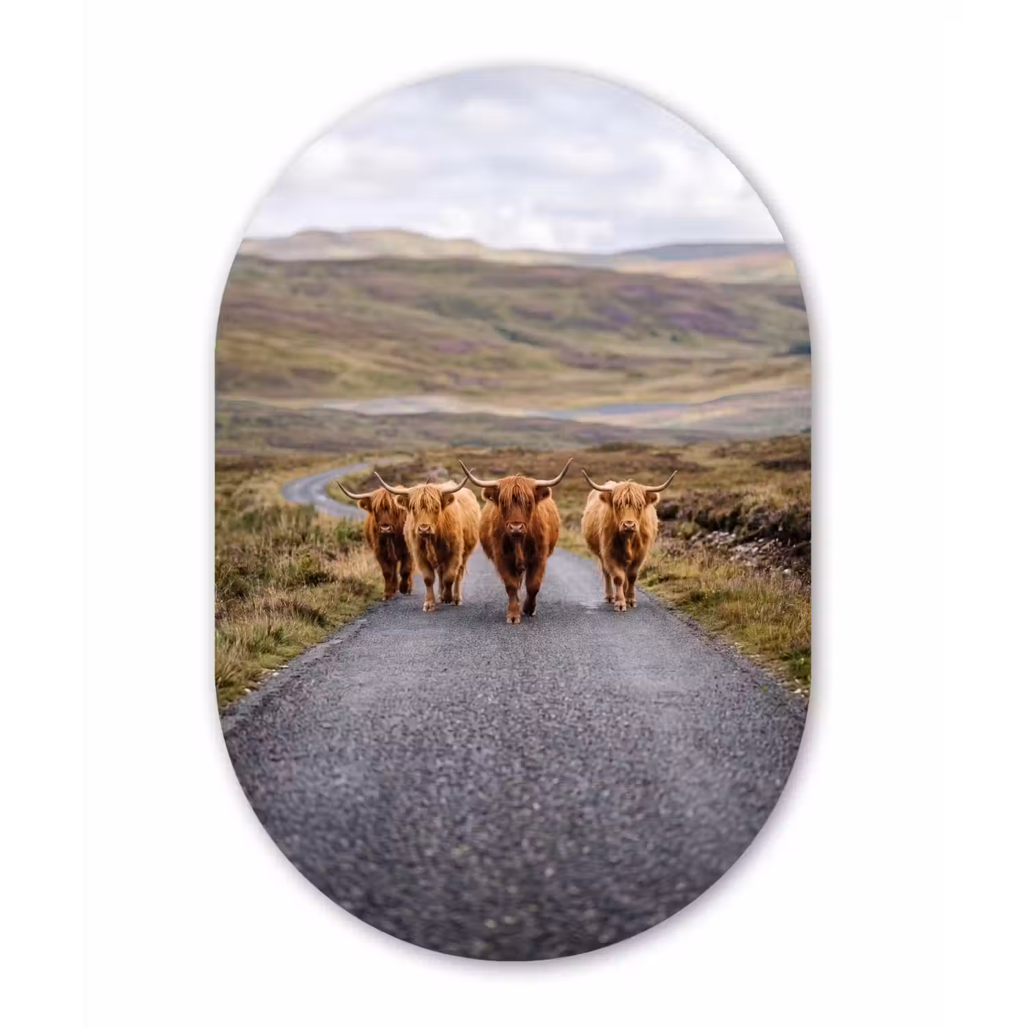 Schotse Hooglanders - Weg - Landschap - Kudde Wandcirkel Ovaal Aluminium middel -3d