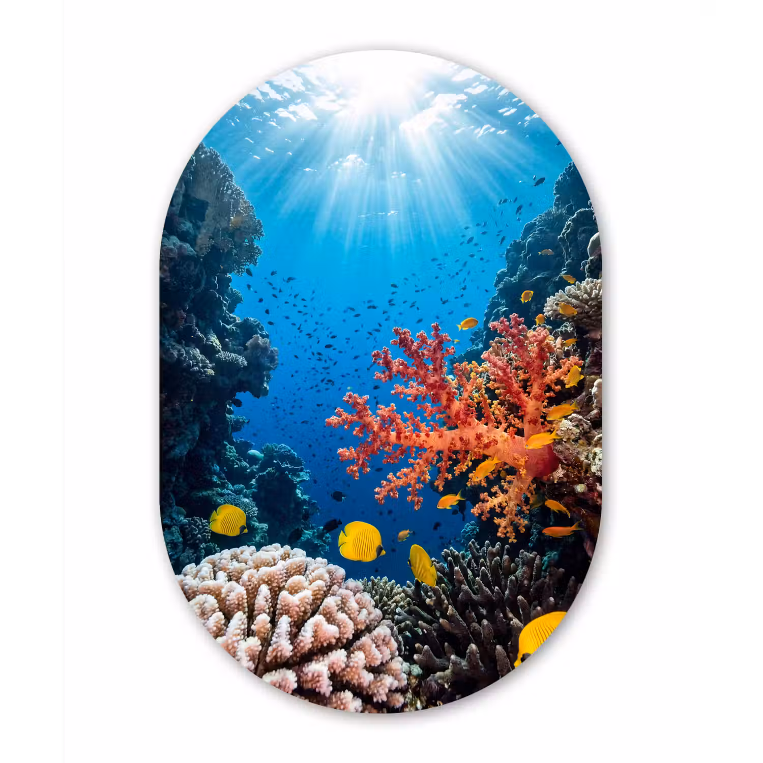 Zee - Koraalrif - Natuur - Levendig - Blauw Wandcirkel Ovaal Aluminium middel -3d