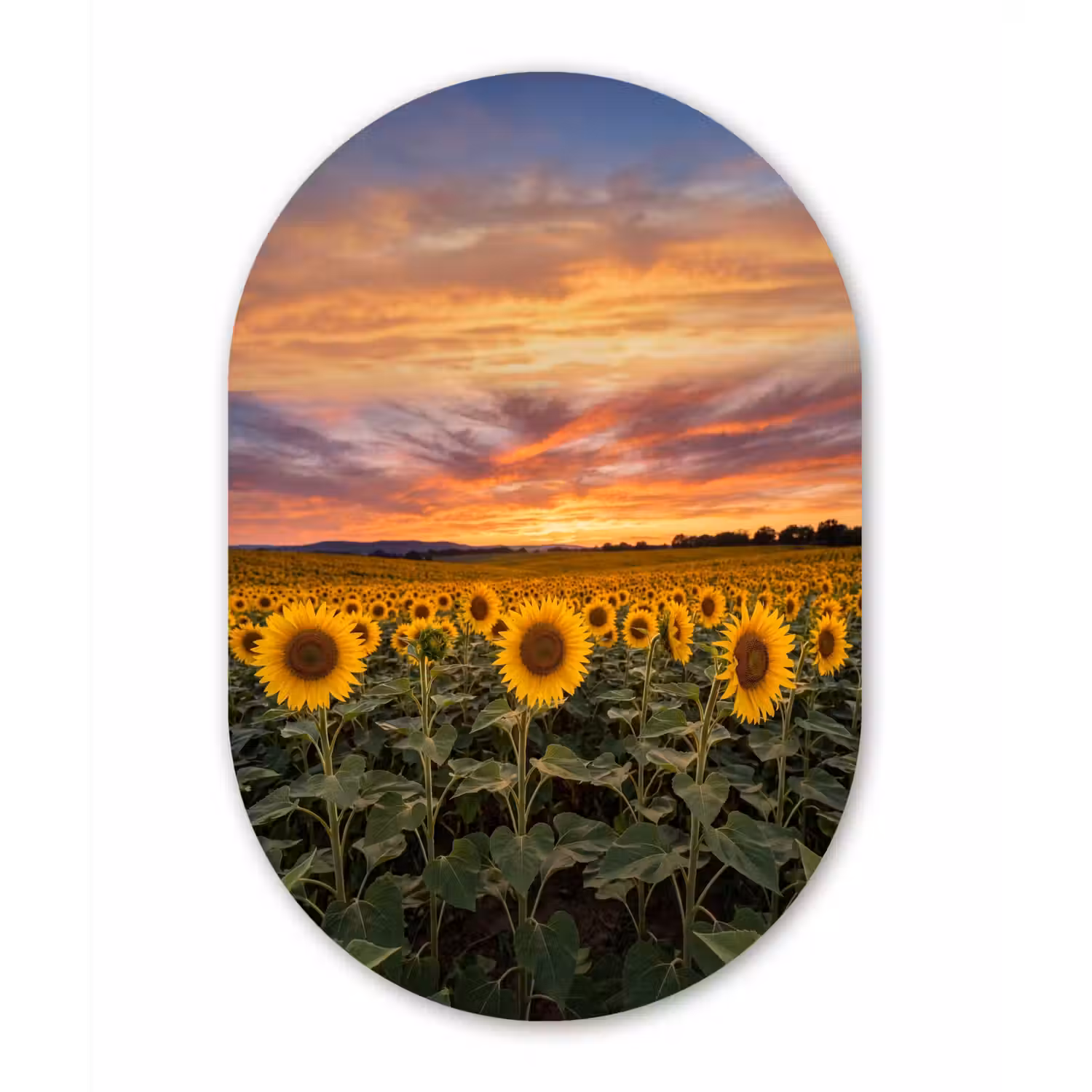 Zonnebloemen - Heuvellandschap - Geel Wandcirkel Ovaal Aluminium middel -3d