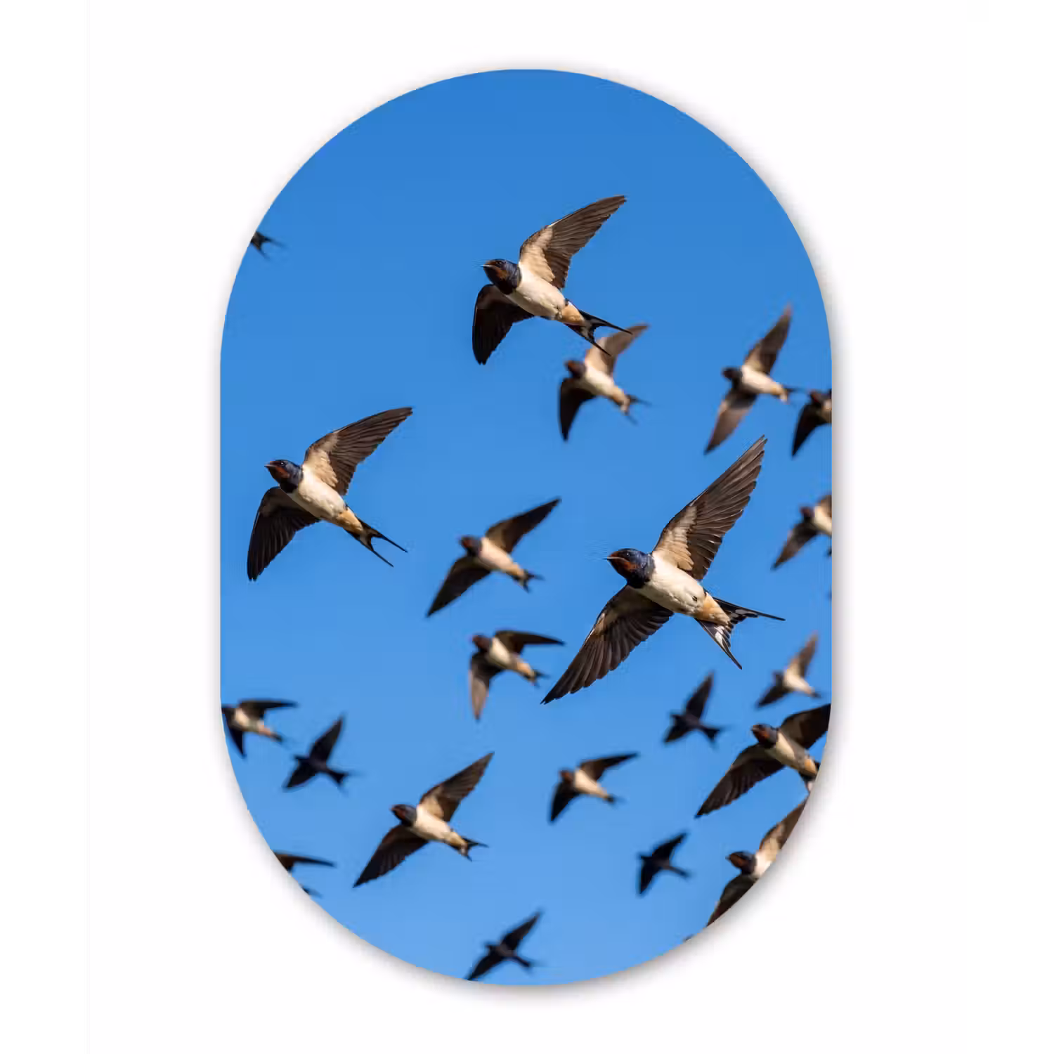 Zwaluwen - Vliegen - Blauw Wandcirkel Ovaal Aluminium middel -3d