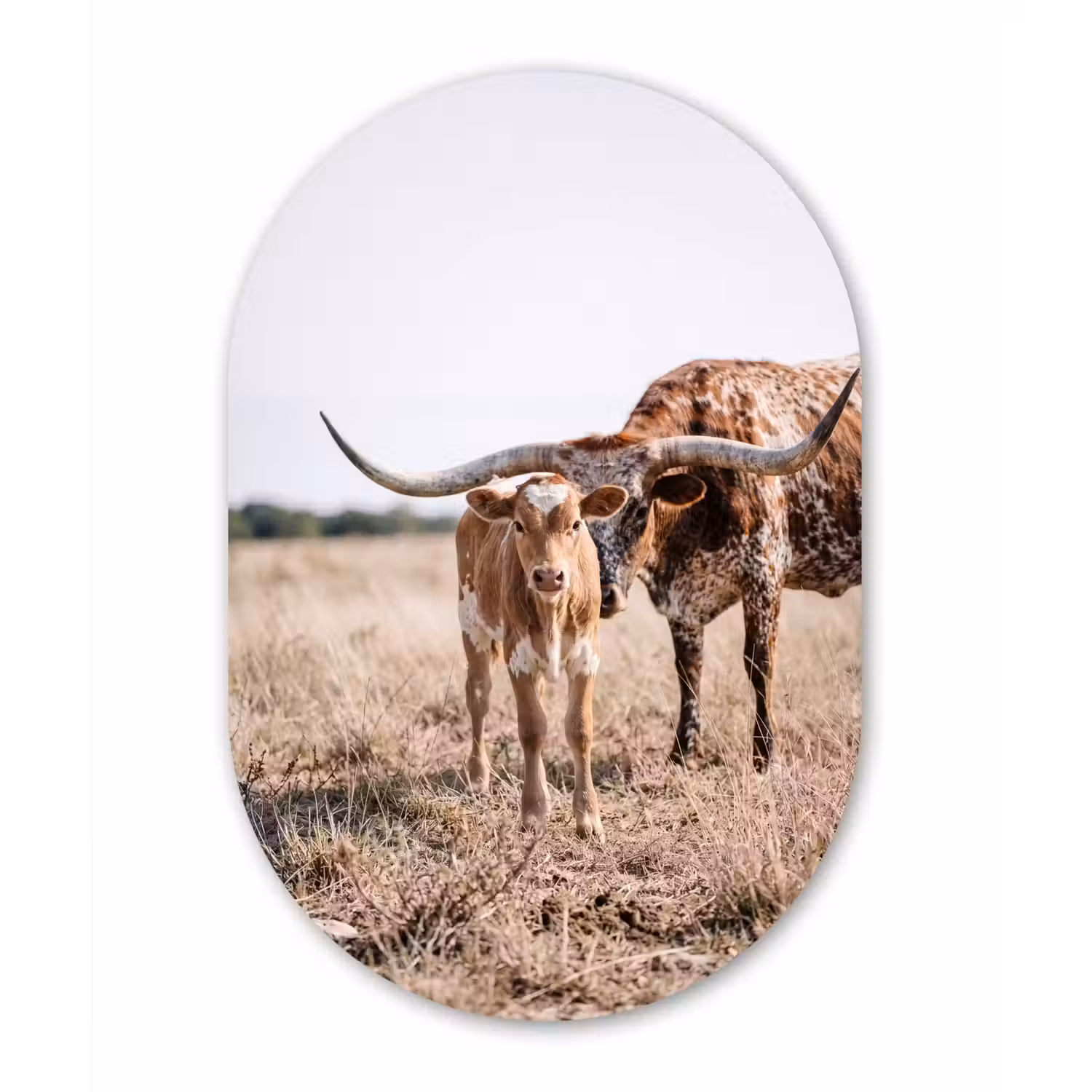 Texas Longhorn - Kalf - Weide - Dieren Wandcirkel Ovaal Aluminium middel -3d