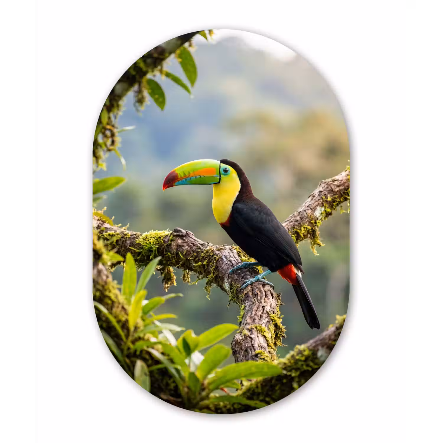Toekan - Jungle - Natuur - Kleurrijk Wandcirkel Ovaal Aluminium middel -3d