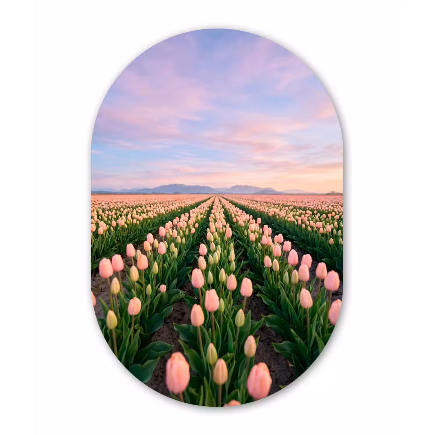 Tulpen - Landschap - Roze Wandcirkel Ovaal Aluminium middel -3d