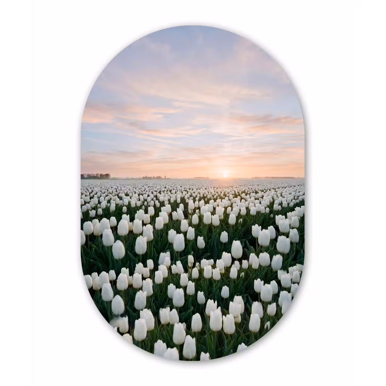Tulpen - Landschap - Wit Wandcirkel Ovaal Aluminium middel -3d