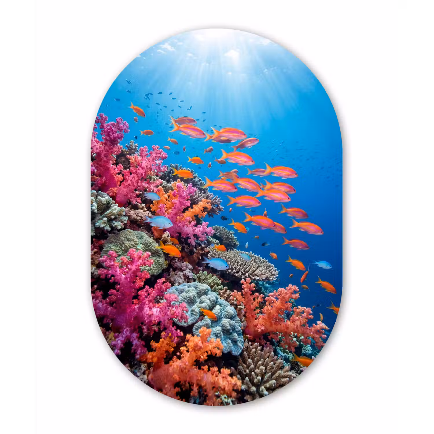 Onderwater - Koraalrif - Vissen - Oceaan - Natuur Wandcirkel Ovaal Aluminium middel -3d