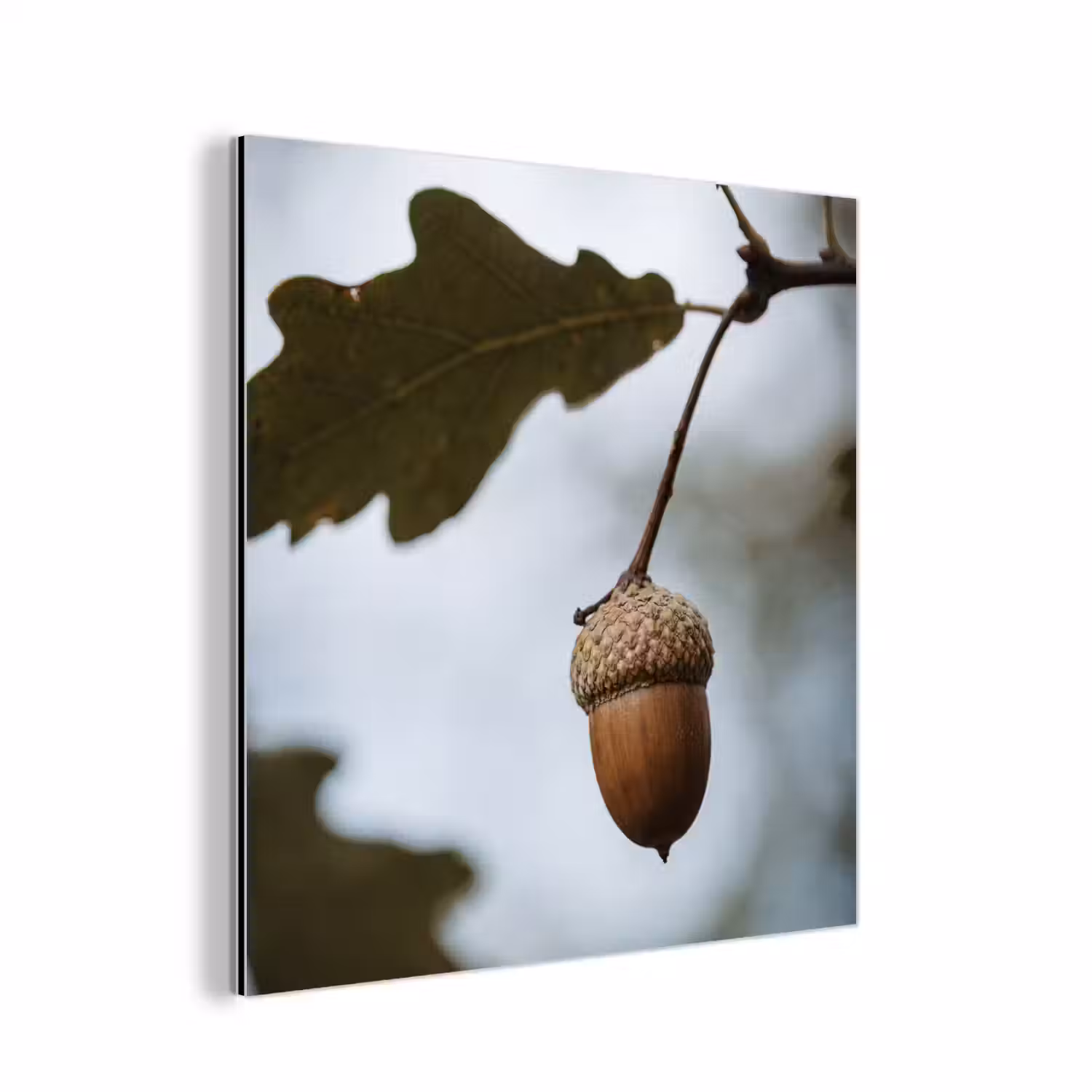 Eikel - Eikenblad - Bos - Herfst - Natuur aluminium wit klein -3d
