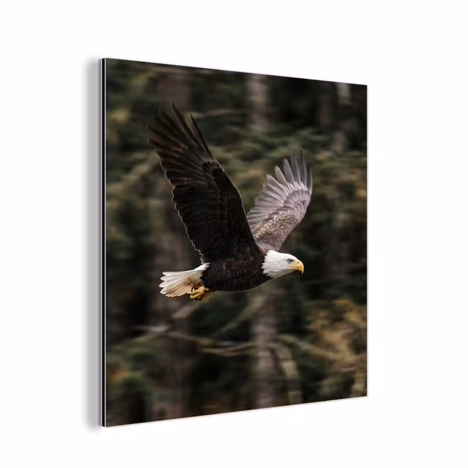 Zeearend - Vliegen - Bos - Natuur aluminium wit klein -3d