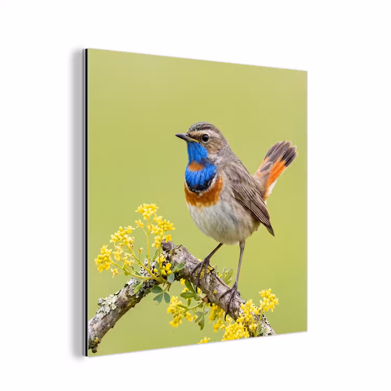 Vogel - Tak - Natuur - Kleurrijk aluminium wit klein -3d