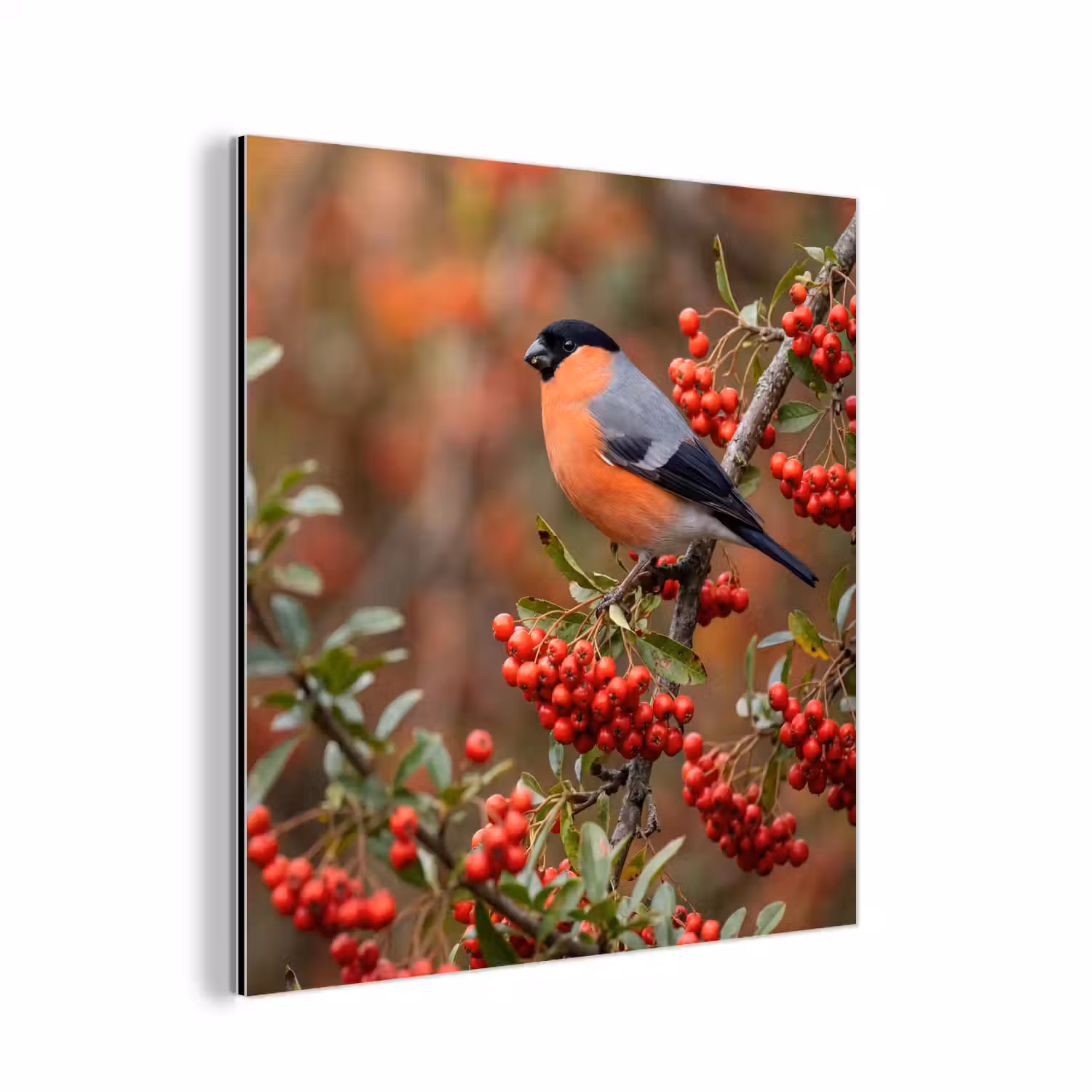 Goudvink - Bessen - Herfst - Natuur - Kleurrijk aluminium wit klein -3d