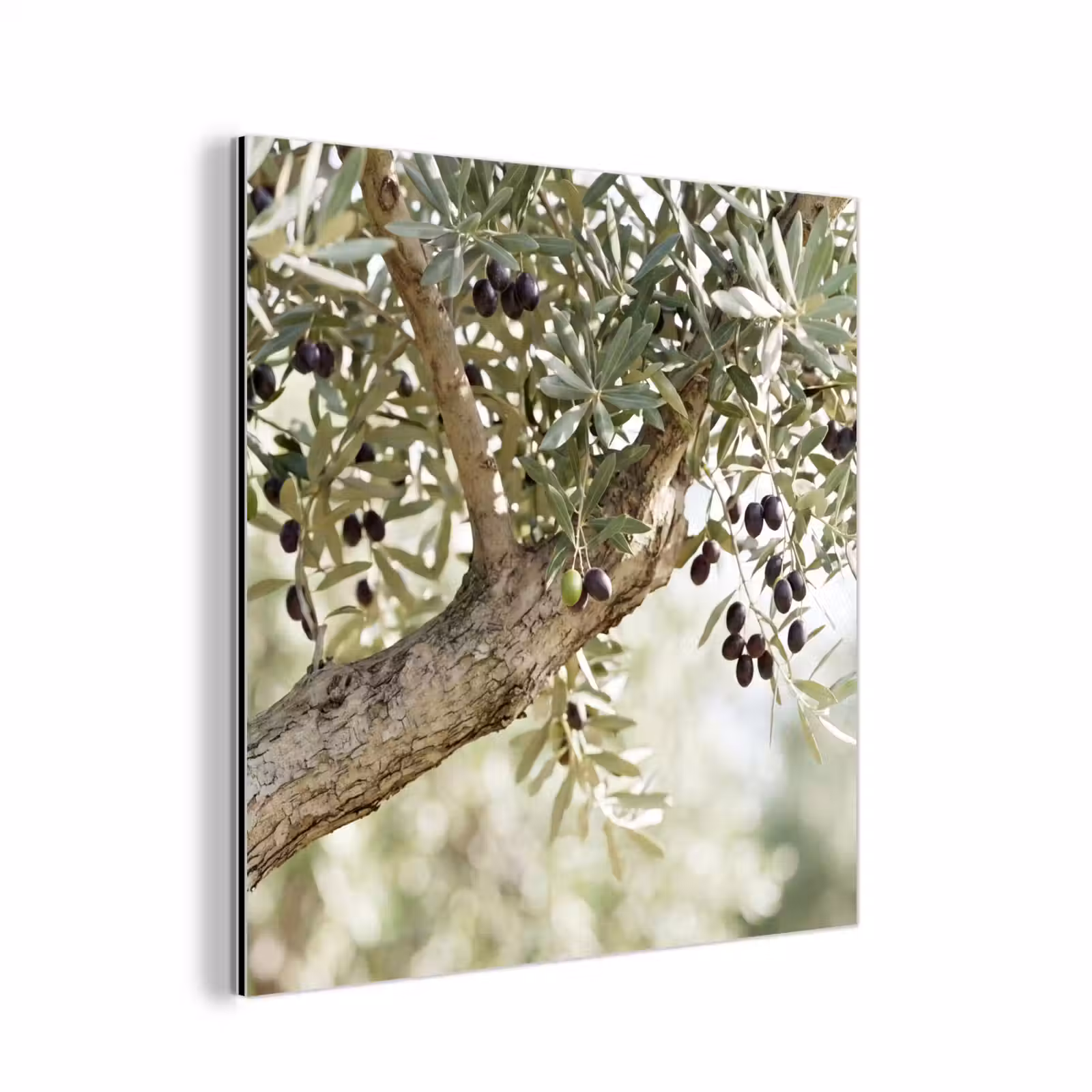 aluminium wall art - Olive tree - branch - green - Olijfboom - tak - groen aluminium wit klein