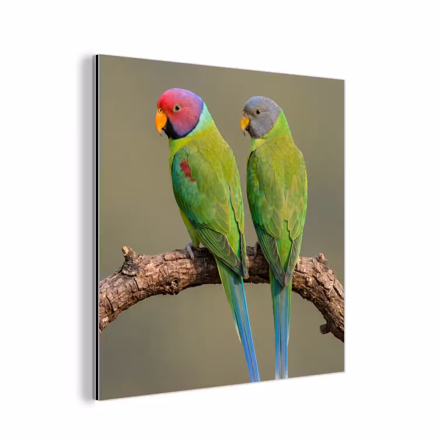 Papagaai - Tak - Natuur - Kleurrijk aluminium wit klein -3d