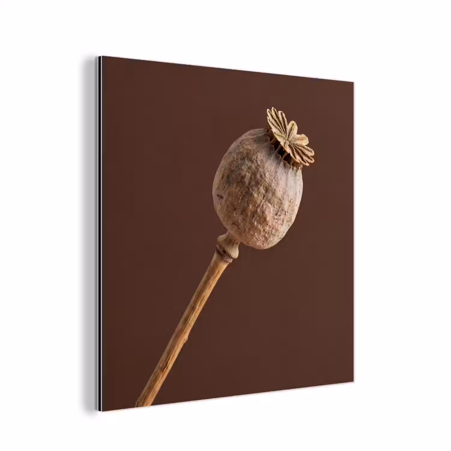 Papaverbol - Droogbloem - Bruin - Minimalistisch aluminium wit klein -3d