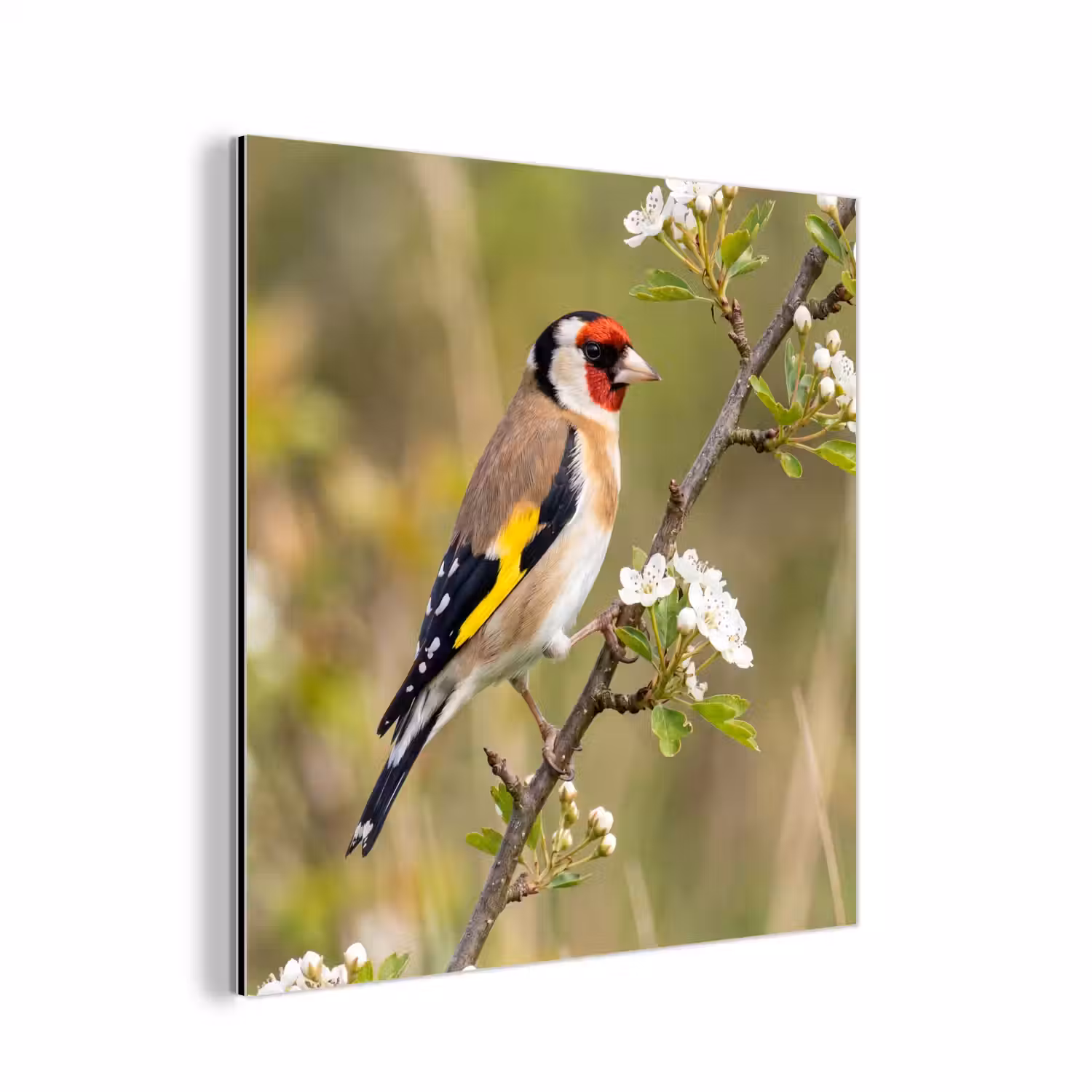 Putter - Bloesem - Lente - Natuur - Kleurrijk aluminium wit klein -3d