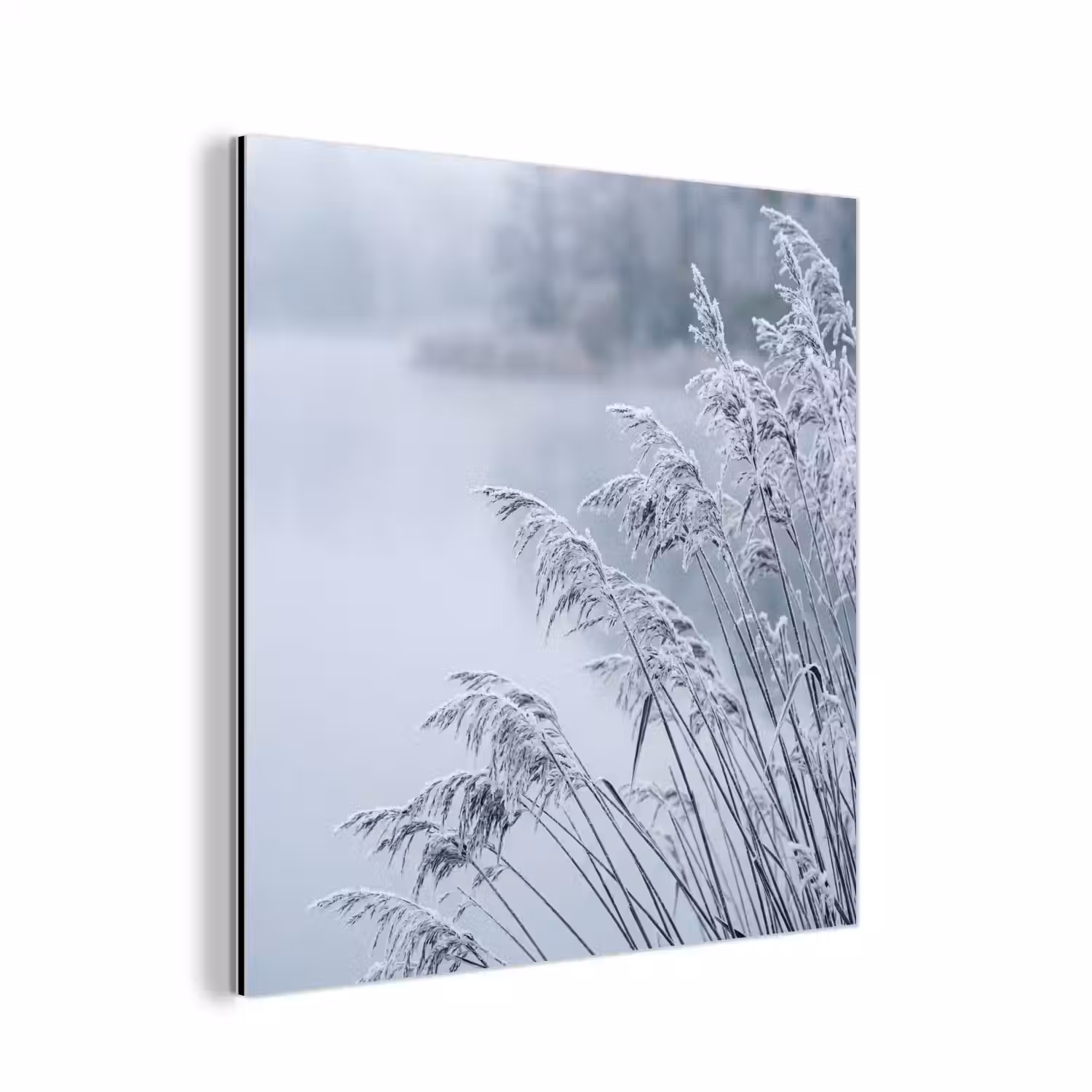 Riet - Bevroren - Winter - Natuur aluminium wit klein -3d